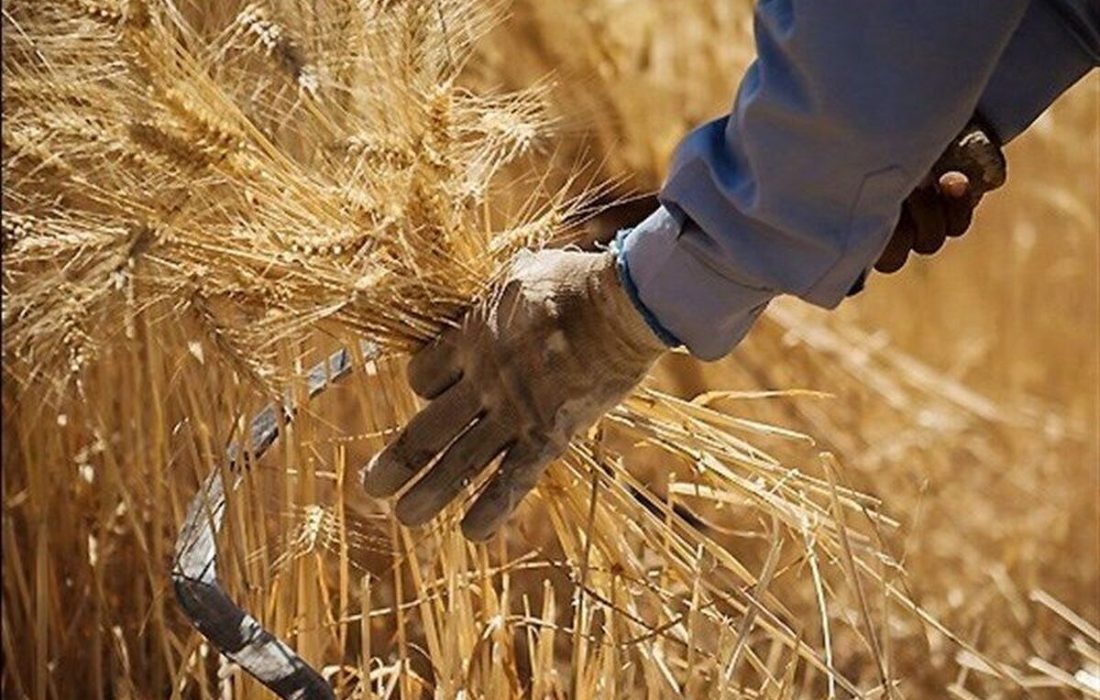 بیش از ۸ هزار و ۸۶۹ میلیارد تومان از مطالبات گندمکاران کرمانشاهی پرداخت شد