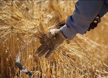 بیش از ۸ هزار و ۸۶۹ میلیارد تومان از مطالبات گندمکاران کرمانشاهی پرداخت شد