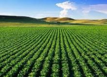 افزایش ۵ هزار هکتاری زمین‌های تحت شرب سامانه گرمسیری در ایلام