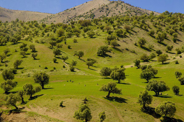 ۹۰ درصد اقدامات منابع طبیعی نیازمند مشارکت مردم است