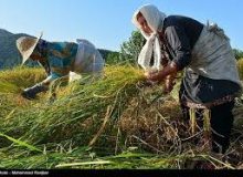 آغاز برداشت بیش از پنج‌هزار تن برنج سفید از مزارع سیروان