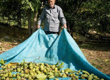 همدان رتبه نخست در جهاد کشاورزی کشور/ تولید ۷۵ هزار تن گردو در سال در پایتخت گردوی ایران