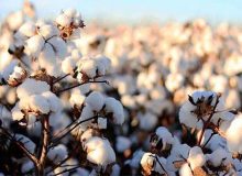 استفاده از دانش هسته‌ای در کشت پنبه؛ تولید دوبرابری در بروجرد و کاهش وابستگی به واردات