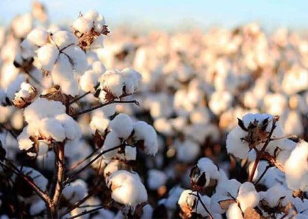 استفاده از دانش هسته‌ای در کشت پنبه؛ تولید دوبرابری در بروجرد و کاهش وابستگی به واردات