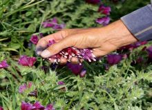 برداشت گیاهان دارویی و جنگلی در ایلام ممنوع شد
