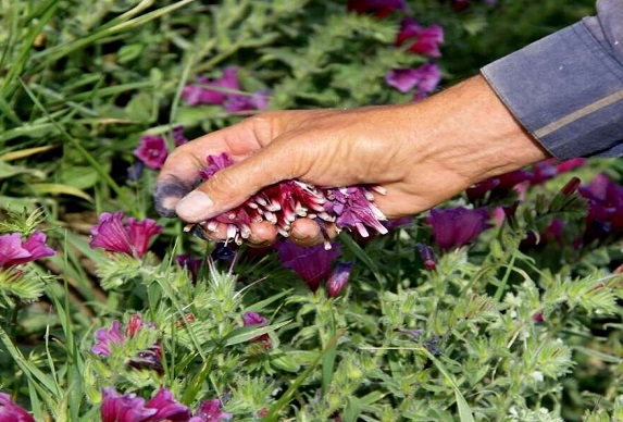 برداشت گیاهان دارویی و جنگلی در ایلام ممنوع شد
