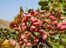 عزیزان: ۶۰ تن پسته در شهرستان سیروان برداشت می شود