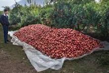 انار سیاب، گنجینه‌ای مغفول؛ جشنواره‌ای برای معرفی ظرفیت‌های کشاورزی لرستان