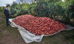 انار سیاب، گنجینه‌ای مغفول؛ جشنواره‌ای برای معرفی ظرفیت‌های کشاورزی لرستان