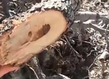 زاگرس قربانی نا آگاهی، زغال و سودجویی/ متخلفان قطع جنگل های بلوط؛ منتظر اشد مجازات باشند