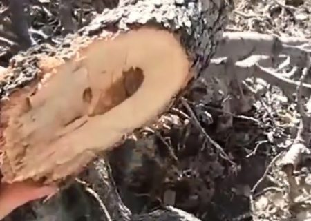 زاگرس قربانی نا آگاهی، زغال و سودجویی/ متخلفان قطع جنگل های بلوط؛ منتظر اشد مجازات باشند