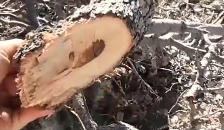 زاگرس قربانی نا آگاهی، زغال و سودجویی/ متخلفان قطع جنگل های بلوط؛ منتظر اشد مجازات باشند