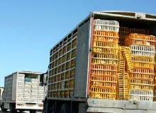 توقیف ۳ کامیون حامل مرغ زنده قاچاق در ایلام