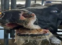 «تب برفکی» به اصفهان و یک گله دولتی رسید/ نگرانی دامداران از شیوع سویه جدید SAT2 + سند