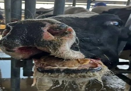 «تب برفکی» به اصفهان و یک گله دولتی رسید/ نگرانی دامداران از شیوع سویه جدید SAT2 + سند