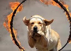 بازداشت فرد حیوان‌آزار در ایلام