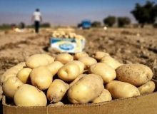 برداشت بیش از ۲۴۶ هزار تن سیبزمینی در لرستان