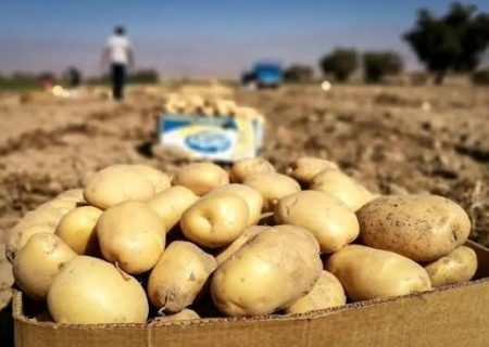برداشت بیش از ۲۴۶ هزار تن سیب‌زمینی در لرستان