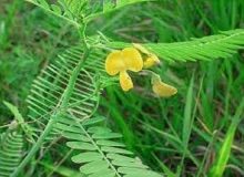 کاشت موفق گیاه «سزبانیا» برای نخستین بار در دهلران