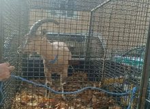 کشف و ضبط یک رأس کل وحشی در بازرسی از یک واحد خدماتی در ایلام