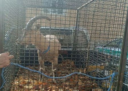 کشف و ضبط یک رأس کل وحشی در بازرسی از یک واحد خدماتی در ایلام