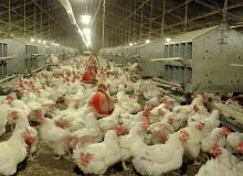 پخش سه هزار تُن نهاده میان مرغداران ایلامی