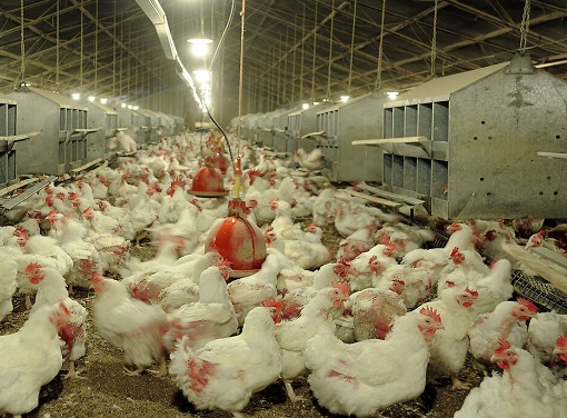 پخش سه هزار تُن نهاده میان مرغداران ایلامی