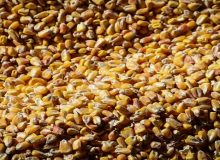 تأمین ۶۳۵۰ تُن نهاده دامی برای مرغداری‌های ایلام