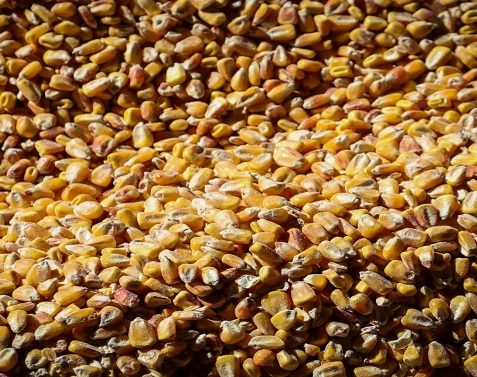 تأمین ۶۳۵۰ تُن نهاده دامی برای مرغداری‌های ایلام