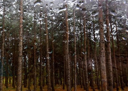 هواشناسی: میزان بارش‌های ایلام متعادل پیش‌بینی می‌شود