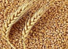 شرکت‌های بذری ایلام قابلیت تولید گندم گواهی شده در کشور را دارند