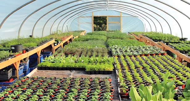 احداث ۱۸۰ هکتار گلخانه در ایلام با اشتغال نزدیک به دو هزار نفر