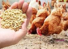 توسعه پرورش مرغ بومی با هزینه پایین، اشتغال پایدار را به همراه دارد