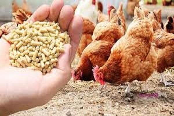 توسعه پرورش مرغ بومی با هزینه پایین، اشتغال پایدار را به همراه دارد