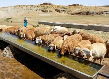 عشایر ایلام سالانه ۱۰۰ هزار تُن انواع فرآورده دامی تولید می‌کنند