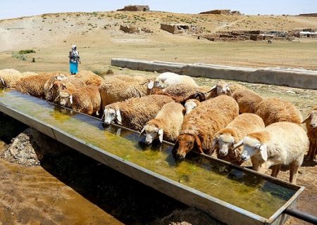 عشایر ایلام سالانه ۱۰۰ هزار تُن انواع فرآورده دامی تولید می‌کنند