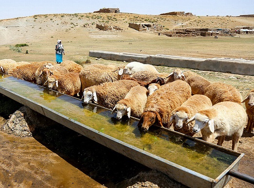 عشایر ایلام سالانه ۱۰۰ هزار تُن انواع فرآورده دامی تولید میکنند