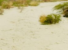 رودخانههایی که زیر بار فاضلاب نفس میکشند؛ روایت آلودگی در شریانهای آبی همدان