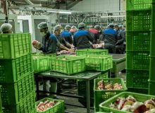 خرید تضمینی مرغ مازاد ایلام در دستور کار قرار دارد