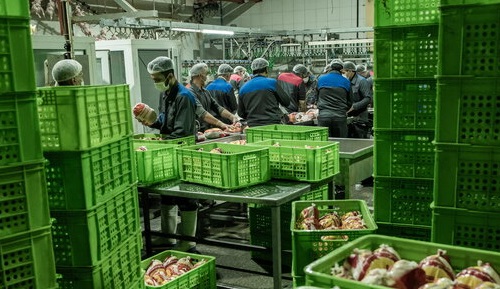 خرید تضمینی مرغ مازاد ایلام در دستور کار قرار دارد