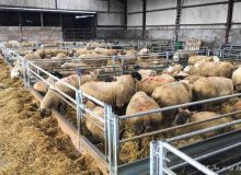 خروج دام سبک از ایلام ممنوع است