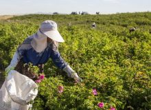 واگذاری ۴۰۰۰ هکتار از اراضی گرمسیری ایلام برای طرح‌های کشت و صنعت
