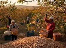 برداشت پسته از ۱۸۲ هکتار باغات ایلام آغاز شد