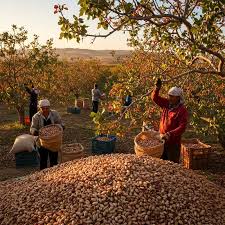برداشت پسته از ۱۸۲ هکتار باغات ایلام آغاز شد